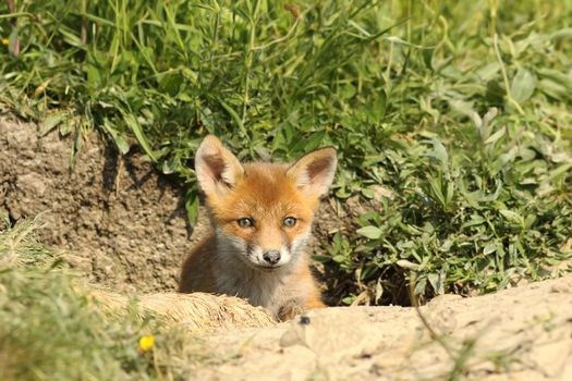 cute red fox cub portrait at the entrance of the den ( Vulpes )