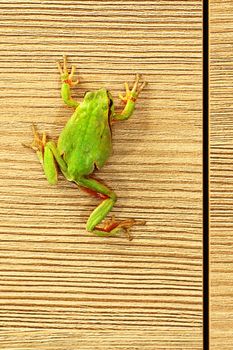 cute green tree frog climbing on furniture ( Hyla arborea )