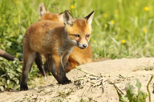 cute european red fox puppy walking near the burrow ( Vulpes )