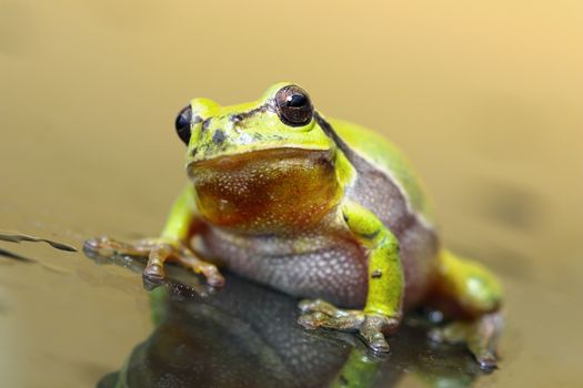 cute european tree frog standing on wet glass surface ( Hyla arborea )