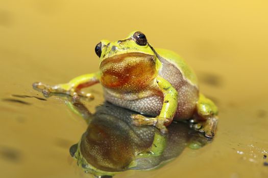 cute tree frog looking at the camera ( Hyla arborea, male curious animal )