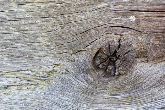 detail of knot on oak plank, texture for your design