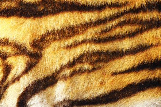 detail of colorful tiger fur, animal pelt texture for your design
