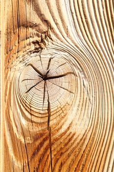 detail of wooden knot on spruce plank, texture for your design