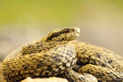the elusive hungarian meadow viper, one of the rarest snakes in Europe ( Vipera ursinii rakosiensis, female )