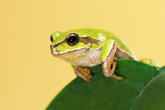 european tree frog standing  on a leaf ( Hyla arborea )