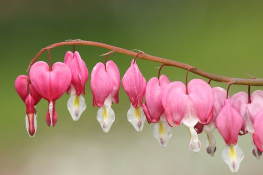 fukuhara bleeding heart flowers over green out of focus background ( Dicentra spectabilis syn. Lamprocapnos spectabilis )