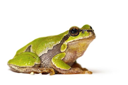 Hyla arborea on white background ( green european tree frog )