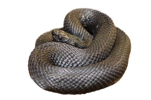 black nikolsky viper isolated over white background ( Vipera berus nikolskii )