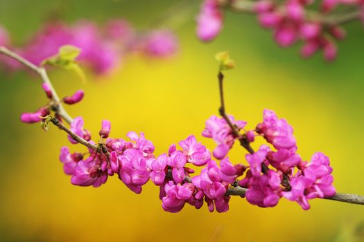 close up of japanese cherry tree twig in bloom over colorful out of focus natural background, pink beautiful flowers