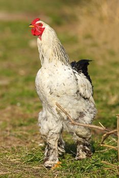 large rooster walking on meadow near the bio farm