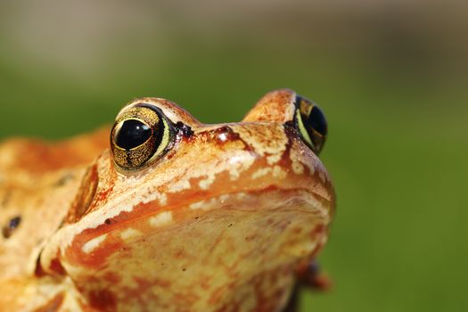 macro portrait of european common frog over green out of focus background ( Rana temporaria )