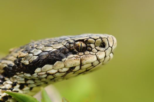 macro portrait of the elusive hungarian meadow viper ( Vipera ursinii rakosiensis )