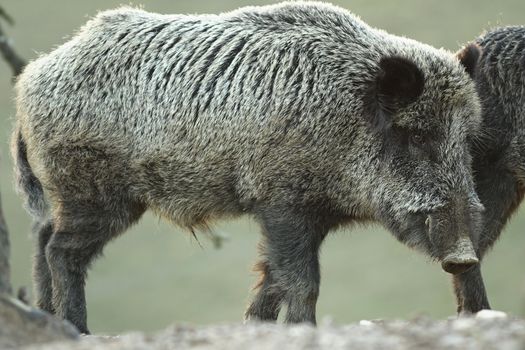 large wild boar at dawn ( Sus scrofa, curious animal looking towards the camera )