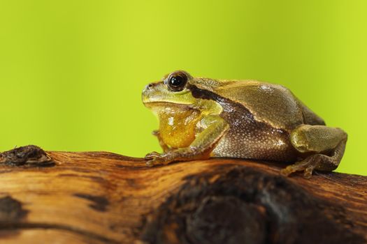 male tree frog singing on wood stump in mating season, calling for females ( Hyla arborea )