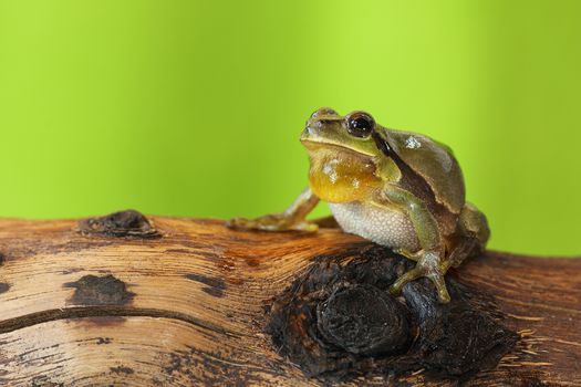 male tree frog singing on a wood stump ( Hyla arborea )