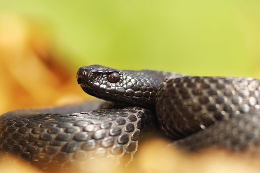 melanistic nikolsky viper portrait ( Vipera berus nikolskii )