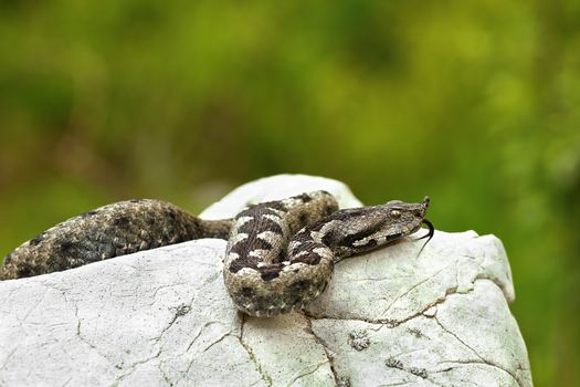 nose horned viper basking on a rock in natural habitat ( Vipera ammodytes )