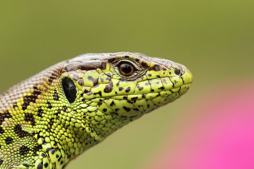 portrait of beautiful male sand lizard ( Lacerta agilis ), detail on scales pattern