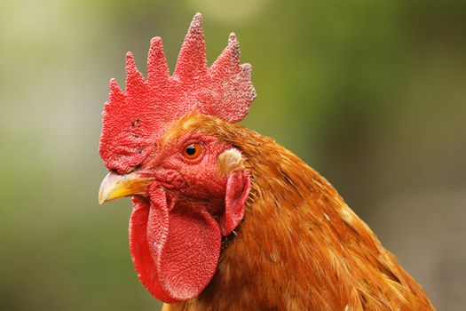portrait of beautiful proud rooster, focus on the eye of animal