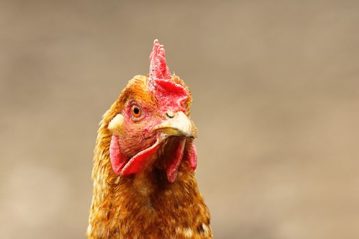 portrait of curious brown hen over out of focus background, image taken in the farm yard