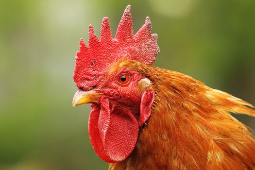 portrait of colorful rooster at the farm, out of focus green background