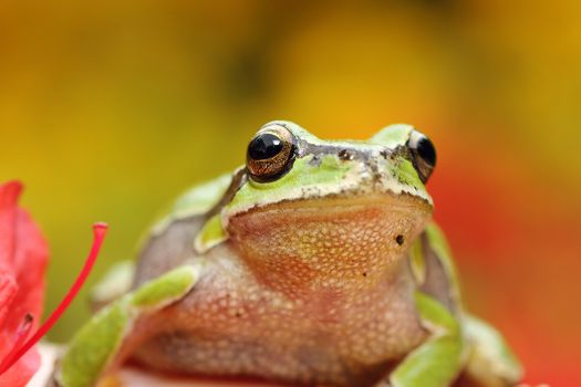 portrait of cute european tree frog ( Hyla arborea )