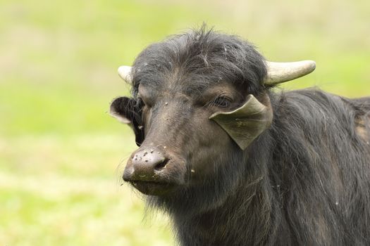 portrait of domestic buffalo over out of focus background ( V - water buffalo, calf )