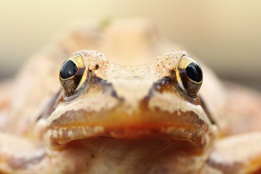 Rana dalmatina portrait, the european agile frog macro image