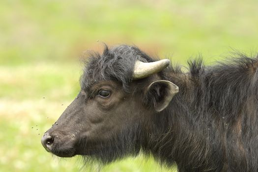 profile of juvenile water buffalo ( Bubalus bubalis, calf )