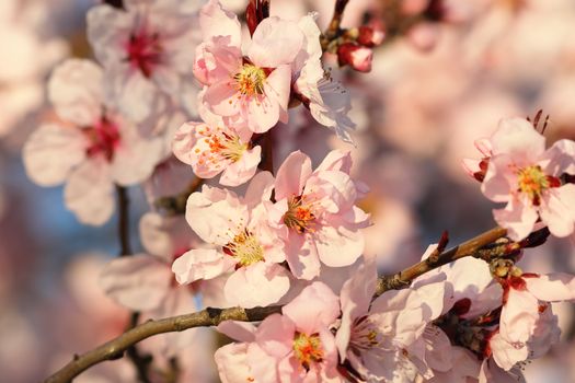 sakura flowers in bloom, detail of colorful twig in march