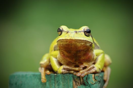 tree frog looking at camera ( Hyla arborea )