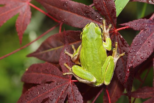 green tree frog standing on japanese maple leaf ( Hyla arborea )