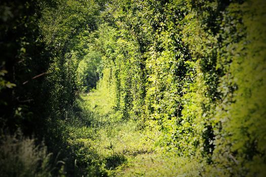 tunnel of love near caransebes, a place where the railroad enters a forest