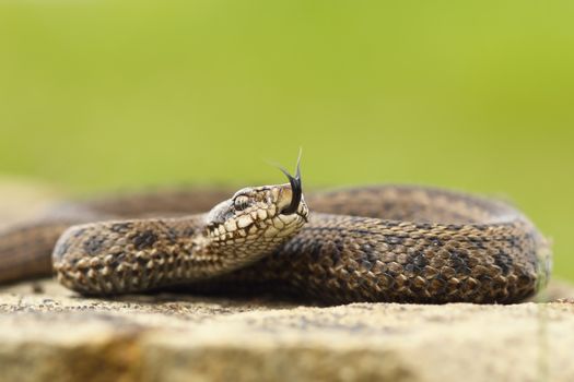 venomous juvenile Vipera ursinii rakosiensis preparing to strike ( the elusive hungarian meadow adder, the most endangered snake from Europe )