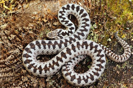 beautiful crossed adder male, most common venomous snake from Europe