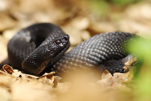 beautiful black nikolsky viper preparing to bite ( Vipera berus nikolskii )