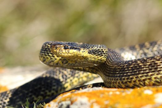 blotched snake on strike position ( Elaphe sauromates, wild reptile photographed in Romania )