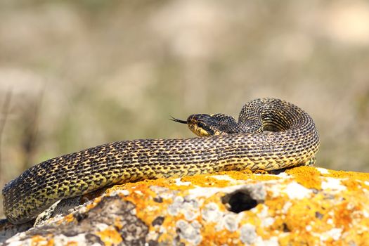 blotched snake preparing to strike while basking on a rock ( Elaphe sauromates )
