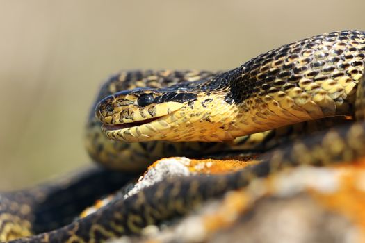 close up of blotched snake head with open mouth ( Elaphe sauromates )