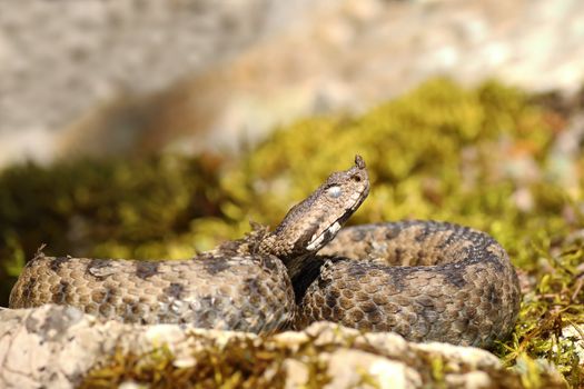 close up of nose horned viper hatched from hibernation in march ( Vipera ammodytes, one of the deadliest snakes in Europe )