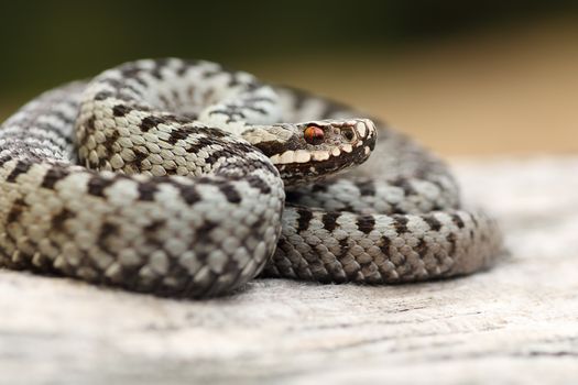 closeup of beautiful male common crossed adder ( Vipera berus )