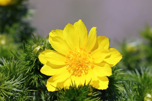 closeup of pheasant's eye yellow flower in spring ( Adonis vernalis )