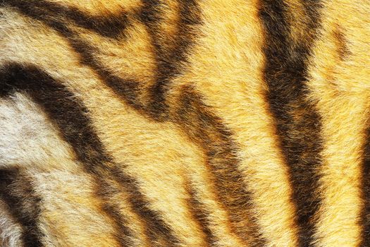 close up of real tiger stripes, animal pelt texture