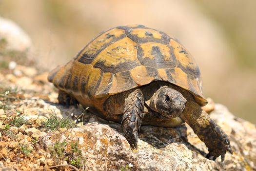 closeup of wild Testudo graeca in natural habitat, image taken in spring after hibernation ( spur-thighed tortoise )