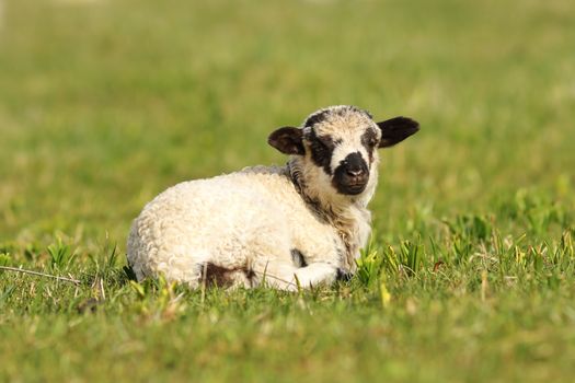 cute mottled lamb standing on green grass lawn