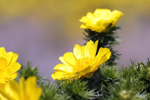 detail of Adonis vernalis, one of the first spring flowers ( yellow pheasant's eye )