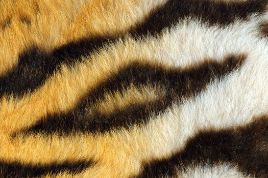 detail of beautiful black stripes on tiger pelt, real animal fur texture