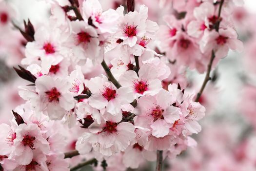 detail of japanese violet cherry tree flowers 