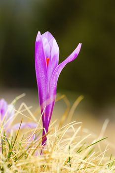 detail of saffron crocus growing on mountain  meadow ( Crocus vernus )